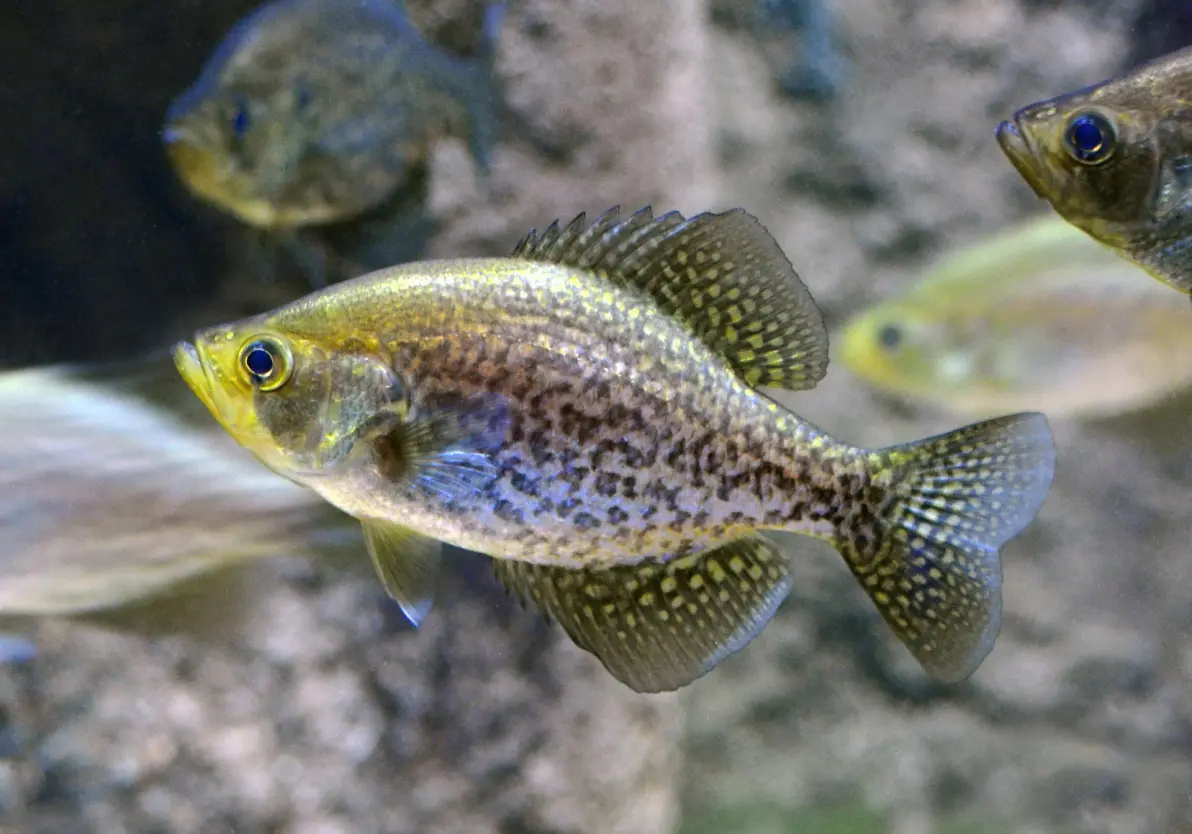 布洛芬缓释胶囊的功效与作用-英雄联盟s15